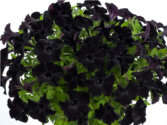 Однолетние растения Go-Tunia Black черенок 20грн, Р7 30грн